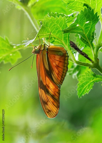 Fototapeta Close up with a colourful butterfly resting on a plant