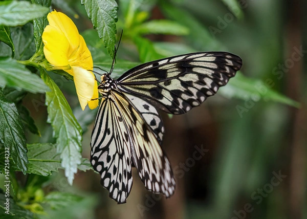 Fototapeta Close up with a colourful butterfly resting on a plant