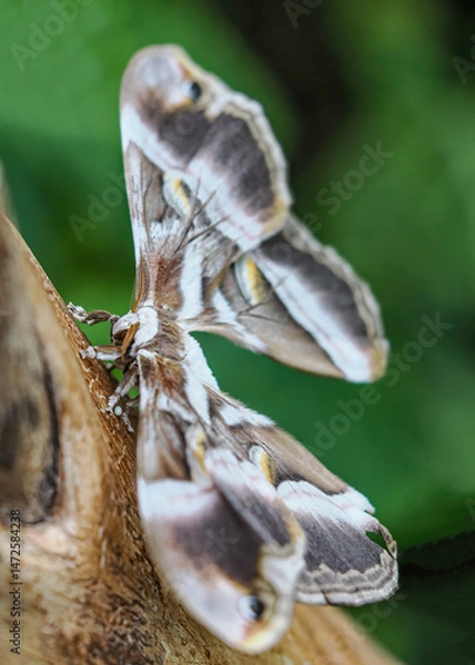 Fototapeta Close up with a colourful butterfly resting on a plant