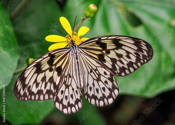 Fototapeta Close up with a colourful butterfly resting on a plant