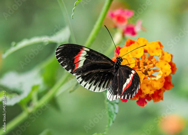 Fototapeta Close up with a colourful butterfly resting on a plant