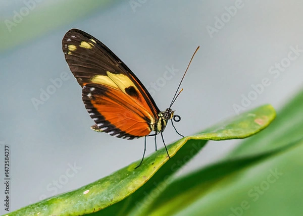 Fototapeta Close up with a colourful butterfly resting on a plant