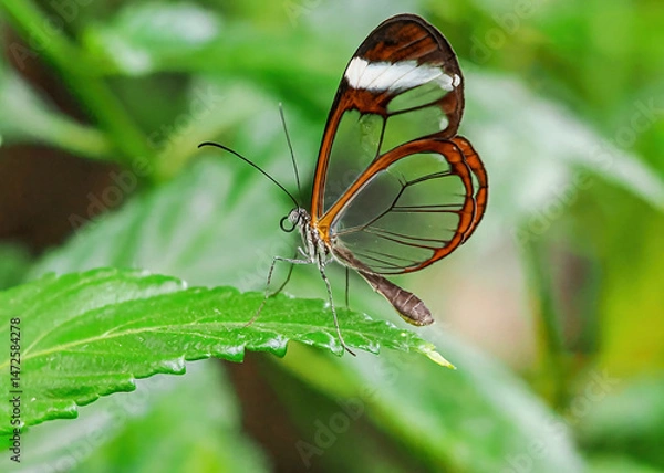 Fototapeta Close up with a colourful butterfly resting on a plant