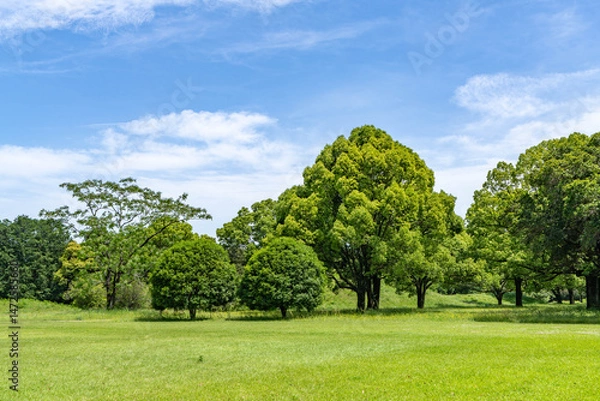 Obraz 緑のある公園
