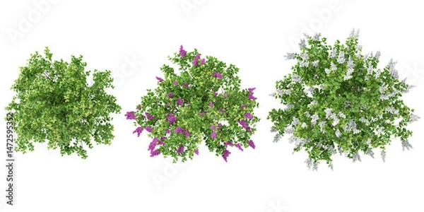 Fototapeta Collection of Common lilac,Syringa × persica plants on transparent background from the top view