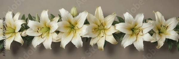 Fototapeta Lilies arranged symmetrically on a simple banner , symmetrical, petals, serene