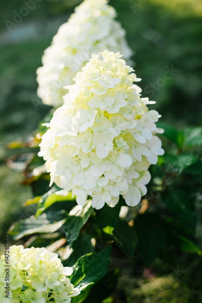 Fototapeta Hydrangea Hercules Beginning to Bloom in Garden