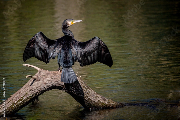 Obraz Cormorant, Phalacrocorax carbo, drying feathers with out stretched wings