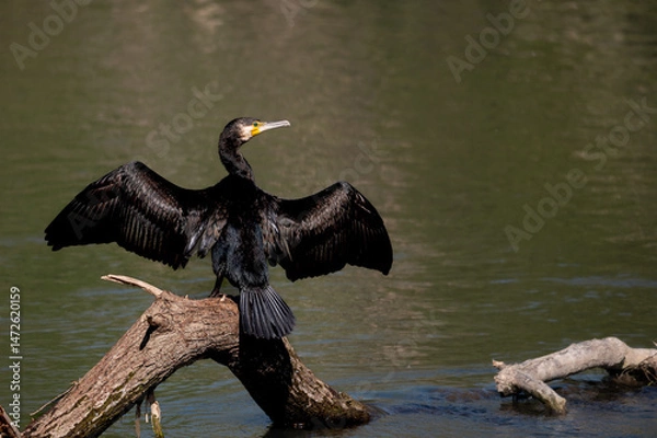 Obraz Cormorant, Phalacrocorax carbo, drying feathers with out stretched wings