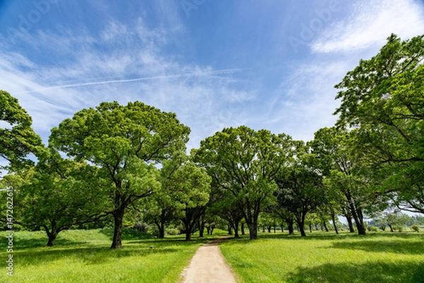 Obraz 新緑に包まれた公園