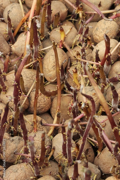 Obraz Seed potatoes
