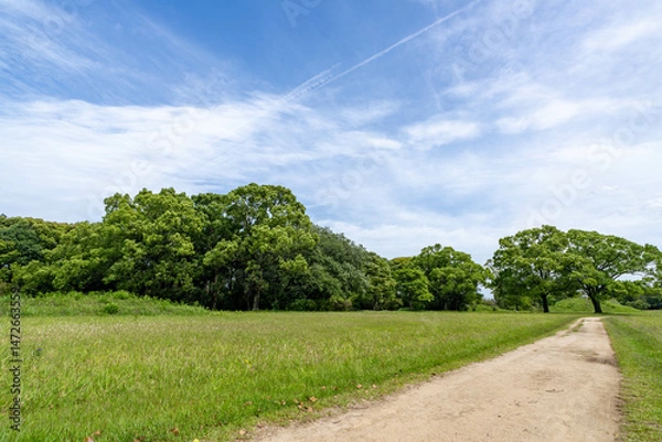 Fototapeta 緑の広がる公園