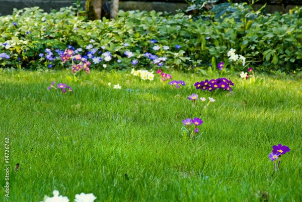 Fototapeta Priemeln im Gras