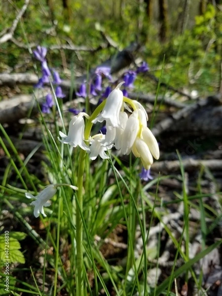 Obraz SpringFlowers03