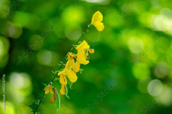 Fototapeta Yellow wild broom flowers blooming in spring forest with green bokeh background for nature and botanical concept