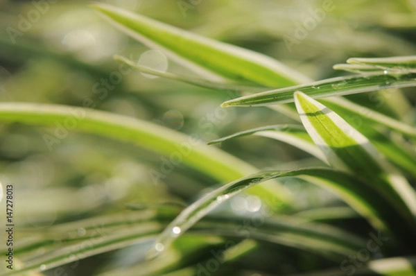 Fototapeta Bokeh Grass