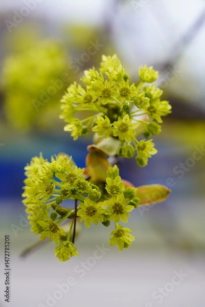 Fototapeta close-up of a flowering maple branch
