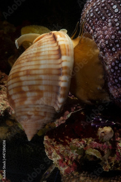 Fototapeta Cassis (Phalium granulatum) Mediterranean Bonnet Snail, Semicassis undulata preying on a sea urchin. Alghero. Sardinia. Italy
