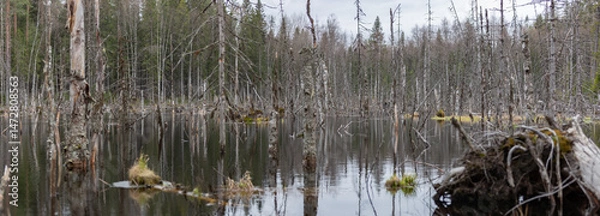 Fototapeta Panoramic view of a swampy water area with birch trees and stumps in a forest in the Leningrad region.