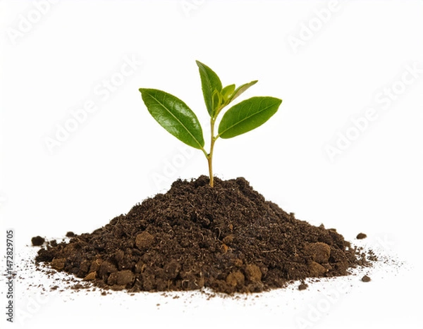 Obraz A small plant emerging from the ground, perfect for eco and agriculture concepts.