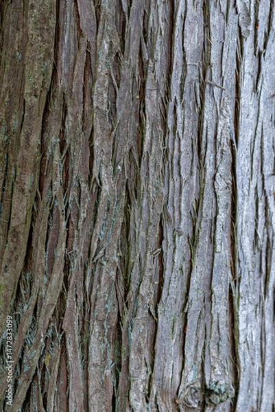 Fototapeta tree bark background