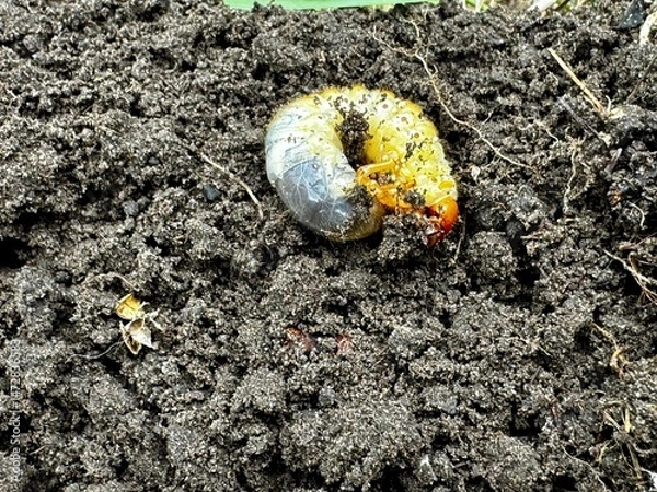 Obraz close-up of beetle larva in soil