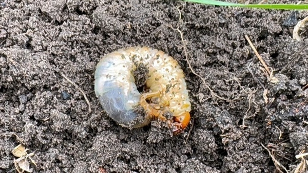 Obraz close-up of beetle larva in soil