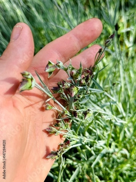 Obraz manually inspecting carnation plant outdoors