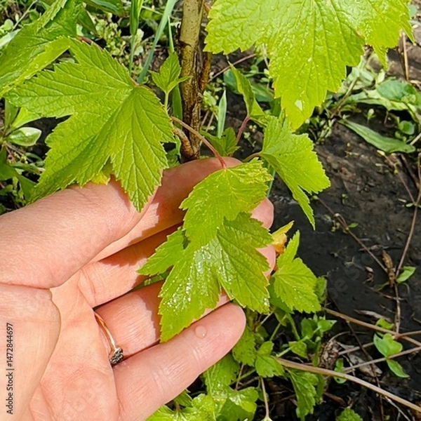 Obraz currant bush in garden