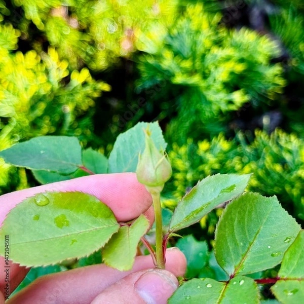 Obraz inspecting young rose buds on bush