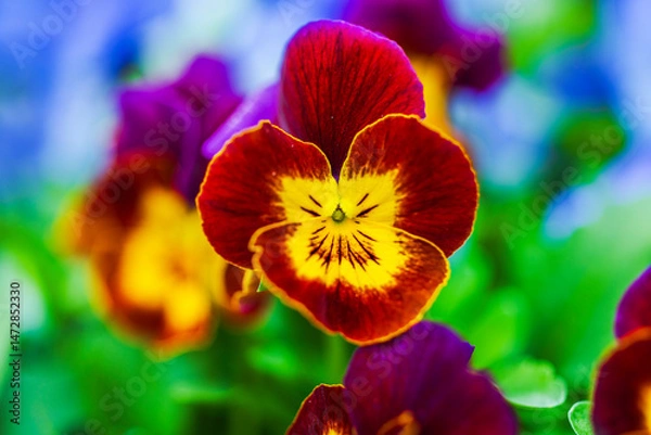 Fototapeta Close up view of vibrant red and yellow pansy flower blooming in garden with soft green and blue background. Sweden.