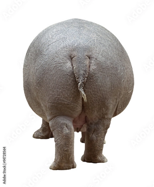 Obraz Wycięcie Hippopotamusa