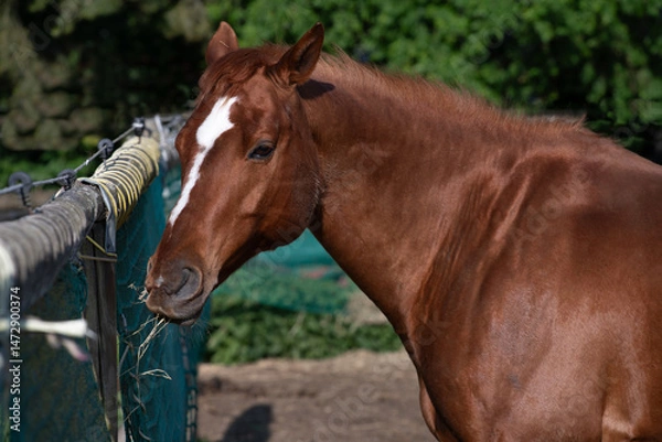 Fototapeta A brown horse stands in front of a feed bag filled with straw. The horse looks to the side.