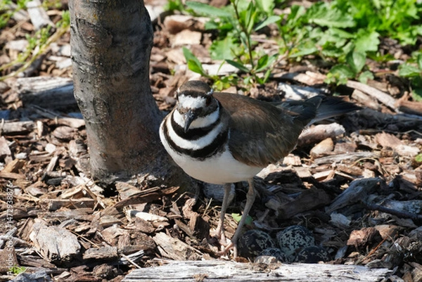 Fototapeta Killdeer on a nest with eggs on Governors Island, New York.