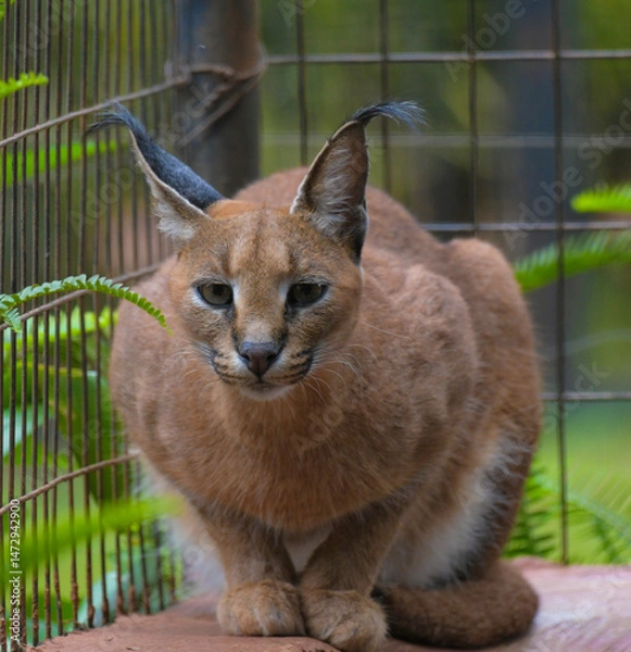 Obraz Caracal or African golden cat with it's protruding ears is also called as desert lynx