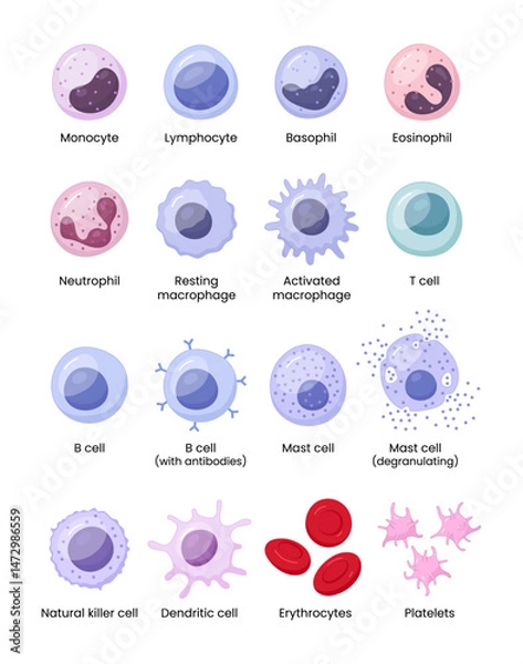 Fototapeta Vector illustration depicting human immune cells, including macrophages and mast cells, showcasing the biology of the immune system and monocyte types in immunology.