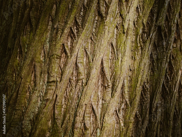 Fototapeta Texture of bark on tree trunk