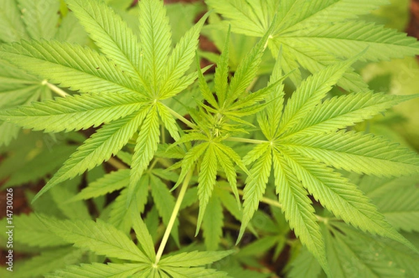 Obraz Marijuana