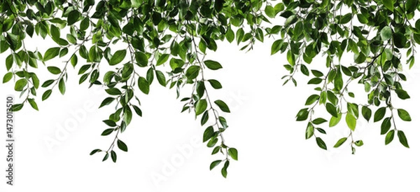 Fototapeta Lush Green Foliage Cascading Down From An Unseen Branch Against A Clean White Backdrop The Leaves Create A Natural Border Or Frame With A Sense Of Tranquility And Growth