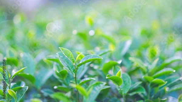 Fototapeta Green tea buds and leaves at early morning on plantation, tea plantation background, tea plantation in morning light, Green tea buds and leaves at early morning on plantation