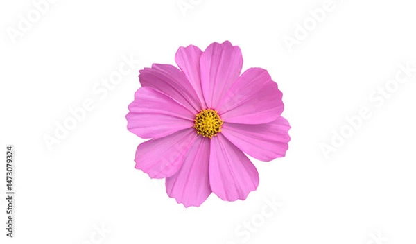 Fototapeta Isolated cosmos flower head blooming with clipping paths.