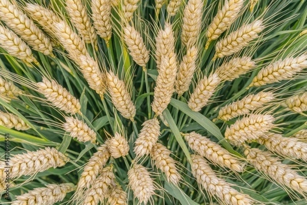 Fototapeta Aerial view of a lush green wheat field stretching the horizon.