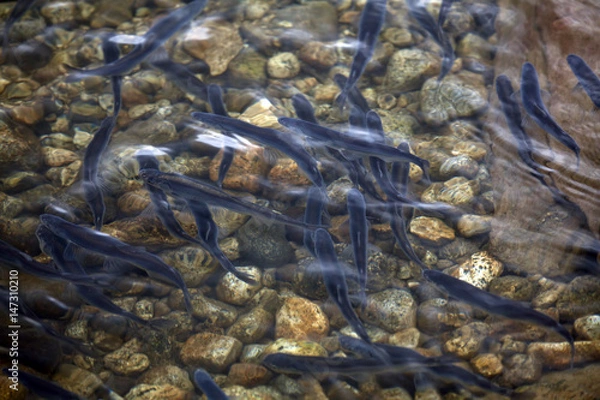 Obraz Hooligan Run in Alaska