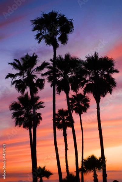 Obraz California sunset