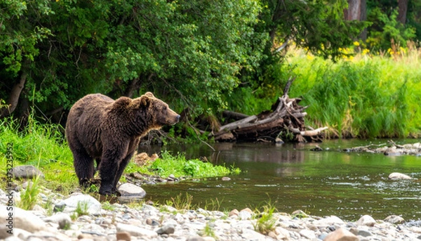 Fototapeta Brown bear stands by a stream surrounded by lush green trees and foliage