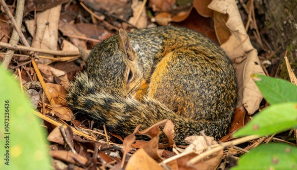 Fototapeta Curled squirrel rests in a bed of leaves, its tail wrapped around its body
