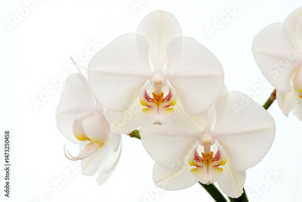 Obraz close up of a white orchid flower on a white background