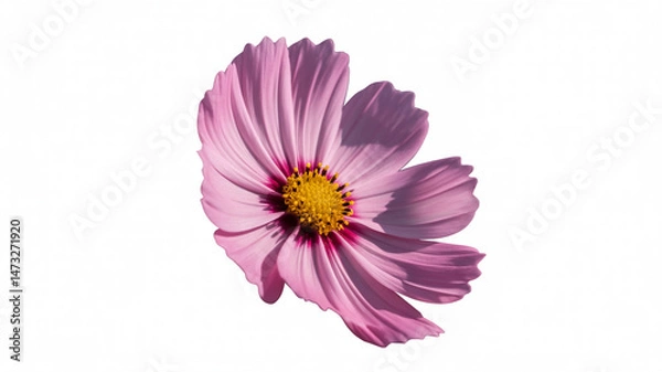 Fototapeta Isolated close up view of a delicate pink cosmos flower with a vibrant yellow center