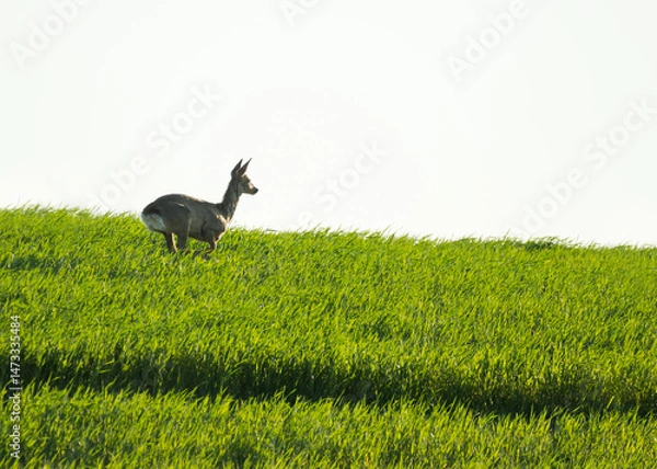 Fototapeta European roe deer (Capreolus capreolus) in winter coat fleeing across a field, Lower Austria, Austria, Europe