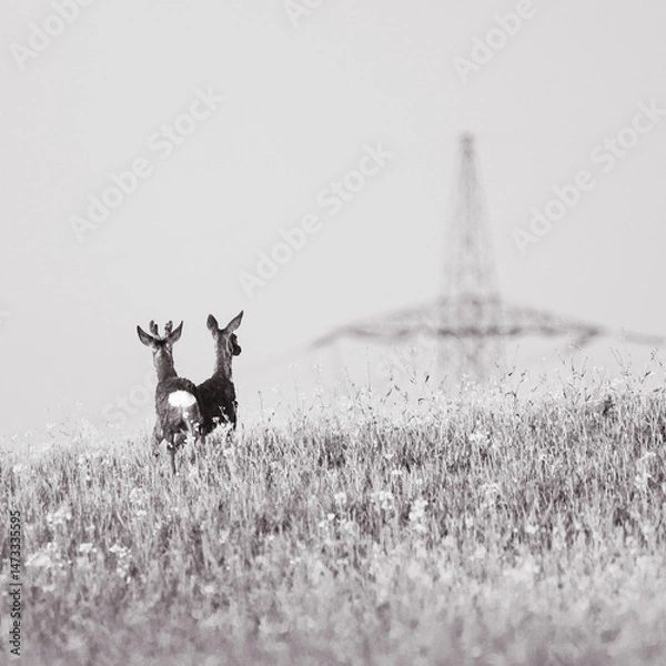 Fototapeta Curious Roe deer.